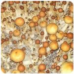 Псилоцибиновые (галлюциногенные) грибы Psilocybin "Golden Teacher" в Камене-на-Оби Псилоцибиновые (галлюциногенные) грибы Psilocybin "Golden Teacher" в Камене-на-Оби