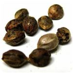 Семена марихуаны АК-47 (Seeds AK-47) в Камене-на-Оби Семена марихуаны АК-47 (Seeds AK-47) в Камене-на-Оби